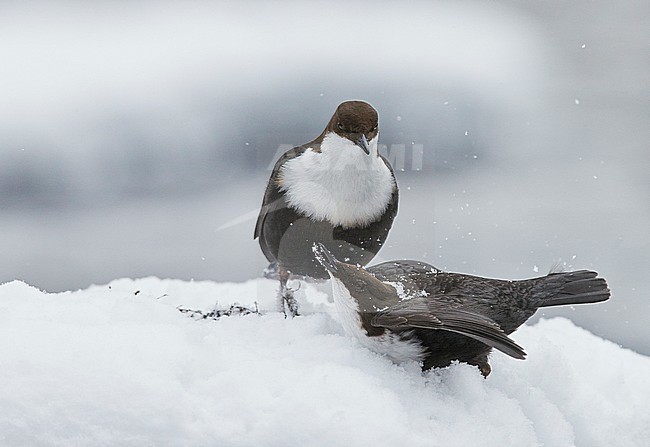 Dipper (Cinclus cinclus) Kuusamo Finland March 2015 stock-image by Agami/Markus Varesvuo,