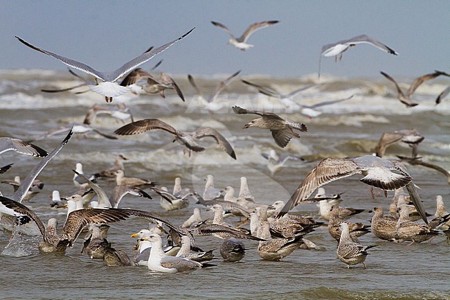 Herring Gull, Larus argentatus argentatus birds foraging on shellfish washed ashore after storm stock-image by Agami/Menno van Duijn,