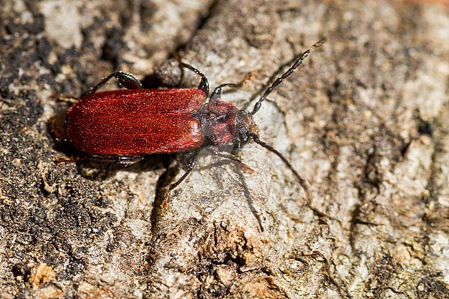 Pyrrhidium sanguineum - Rothaarbock, Poland, imago stock-image by Agami/Ralph Martin,