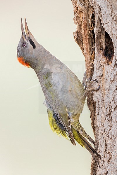 Levaillant's Woodpecker (Picus vaillantii), adult female calling at the entrance of an old nest stock-image by Agami/Saverio Gatto,