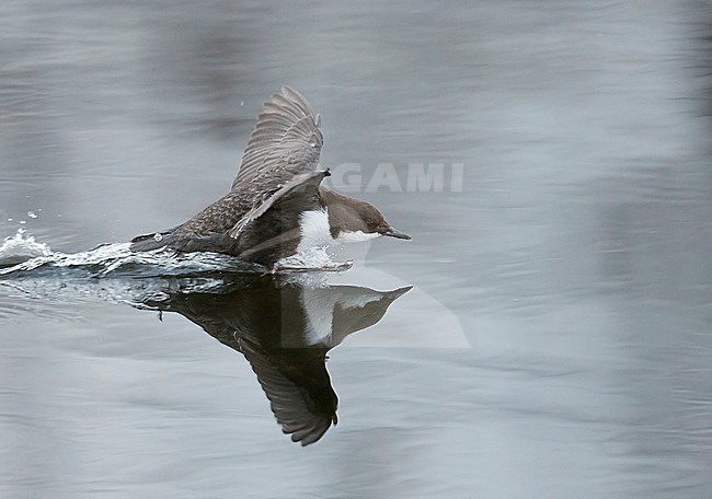 Wintering Black-bellied White-throated Dipper (Cinclus cinclus cinclus) in a fast flowing river at Kuusamo in arctic Finland. stock-image by Agami/Markus Varesvuo,