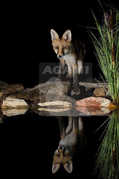 Red fox in the snow, Vos in de sneeuw stock-image by Agami/Alain Ghignone,