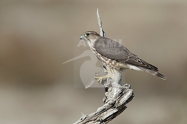Adult female Taiga Merlin (Falco columbarius columbarius) wintering in Riverside County, California, in November. Perched on a dead branch against a dull brown background. stock-image by Agami/Brian E Small,