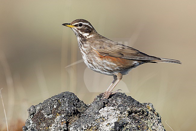 Redwing (Turdus iliacus), side view of an adult standing on a rock, Northeastern Region, Iceland stock-image by Agami/Saverio Gatto,