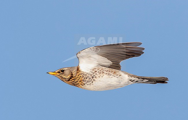 Wintering Fieldfare (Turdus pilaris) in the Netherlands. Flying in the sky. stock-image by Agami/Marc Guyt,