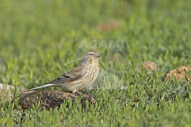 Twite foraging on ground, Frater foeragerend op grond stock-image by Agami/Jari Peltomäki,