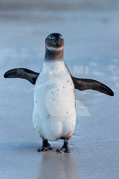 African Penguin (Spheniscus demersus), front view of an immature standing on the shore, Western Cape, South Africa stock-image by Agami/Saverio Gatto,
