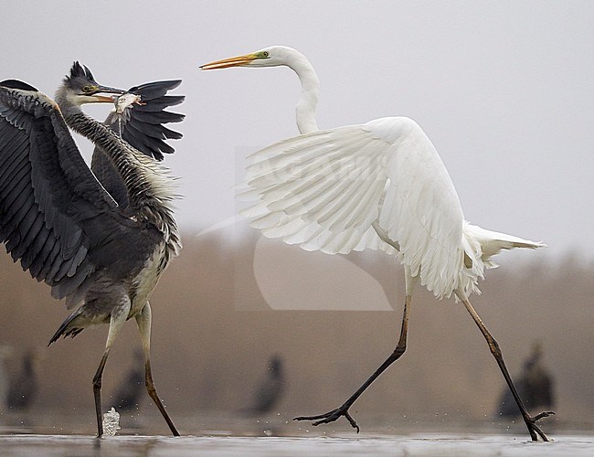 Grote Zilverreiger en Blauwe Reiger vechtend om vis; Great Egret and Grey Heron fighting for fish stock-image by Agami/Markus Varesvuo,