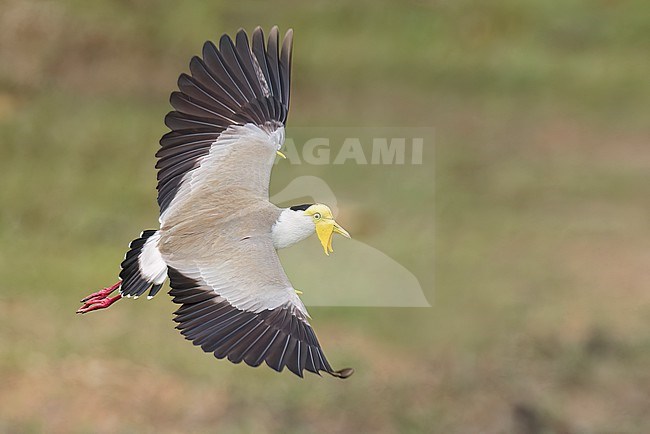 Masked Lapwing (Vanellus miles) perched on a branch in Papua New Guinea. stock-image by Agami/Glenn Bartley,