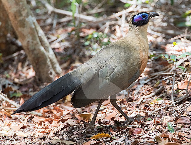 Grote Coua; Giant Coua (Coua gigas) endemic species from Madagascar stock-image by Agami/Marc Guyt,