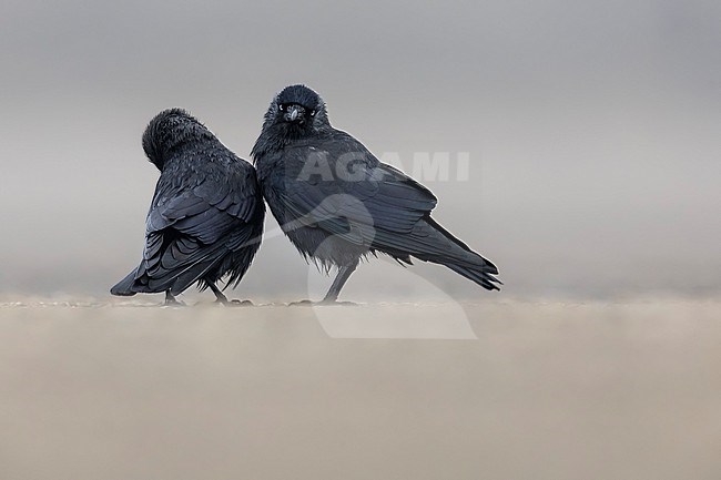Adult Eurasian Jackdaw (Coloeus monedula spermologus) aka (Corvus  monedula) on the ground in Browersdam, Zeeland, the Netherlands. stock-image by Agami/Vincent Legrand,