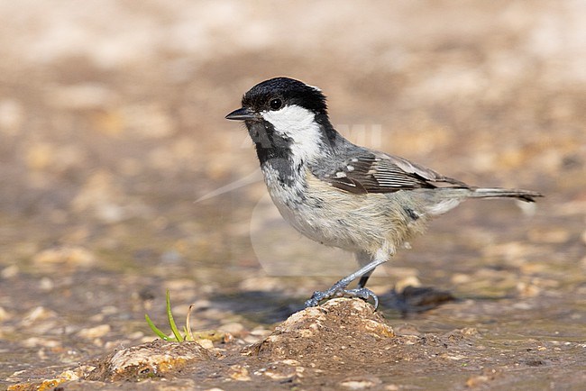 Coal Tit (Periparus ater), side view of an adult standing on the ground, Abruzzo, Italy. stock-image by Agami/Saverio Gatto,
