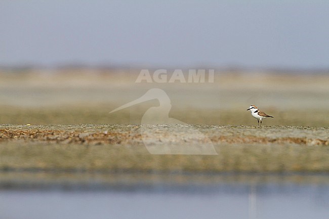 Kentish Plover - Seeregenpfeifer - Charadrius alexandrinus ssp. alexandrinus, Oman, male stock-image by Agami/Ralph Martin,