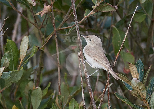 First-winter Sykes’s Warbler (Iduna rama) at Porthgwarra, Cornwall, England. stock-image by Agami/Michael McKee,