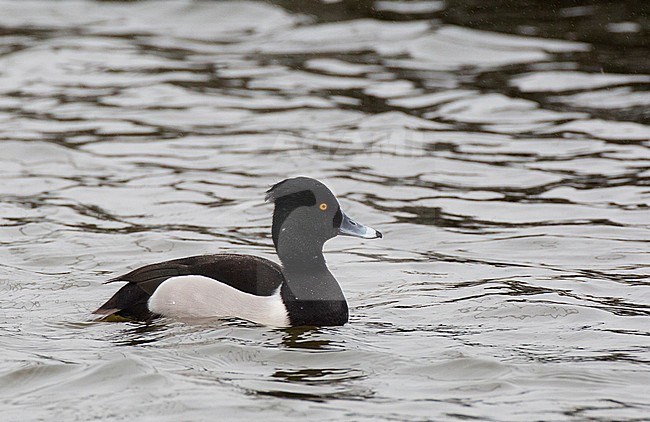 Adult male Ring-necked Duck x Tufted Duck (Aythya collaris x Aythya fuligula). Typical hybrid with short crest, grey flanks with white spur and white subterminal band on bill. Note absence of white lines at the base of the bill stock-image by Agami/Edwin Winkel,