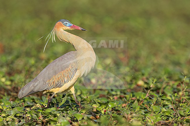 Whistling Heron (Syrigma sibilatrix) feeding in a marsh in the Pantanal of Brazil. stock-image by Agami/Glenn Bartley,