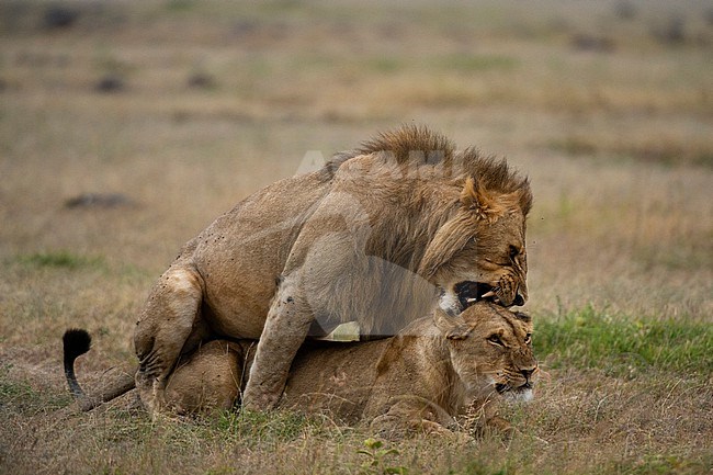 Lions mating, Panthera leo. stock-image by Agami/Sergio Pitamitz,