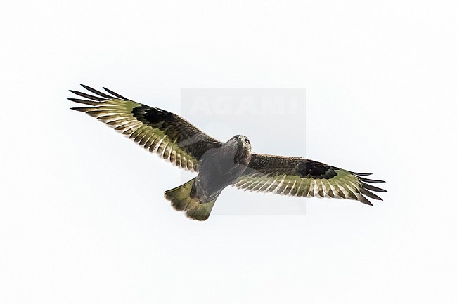 Immature dark morph Rough-legged Hawk hovering over Pico in Corvo Island, Azores. October 14, 2013. stock-image by Agami/Vincent Legrand,