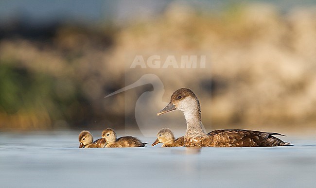 Red-crested Pochard, Krooneend, Netta rufina, Austria, adult female with ducklings stock-image by Agami/Ralph Martin,