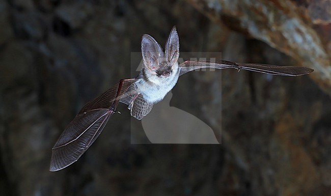 Grey Long-Eared Bat  (Plecotus austriacus) taken the 26/09/2022 - Var - France stock-image by Agami/Aurélien Audevard,