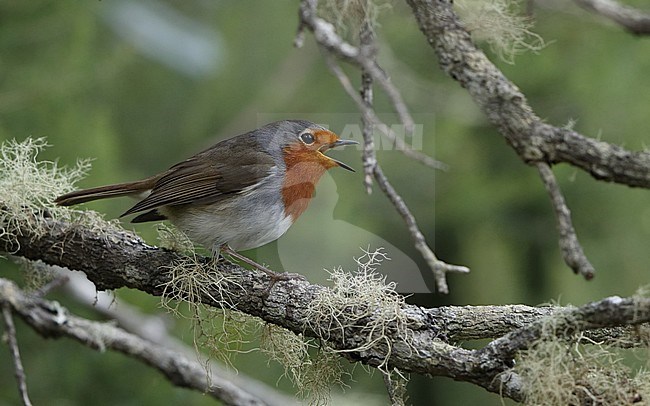 Canary Islands Robin (Erithacus rubecula superbus) singing from a lichen covered branch at Tenerife, Canary Islands, Spain stock-image by Agami/Helge Sorensen,