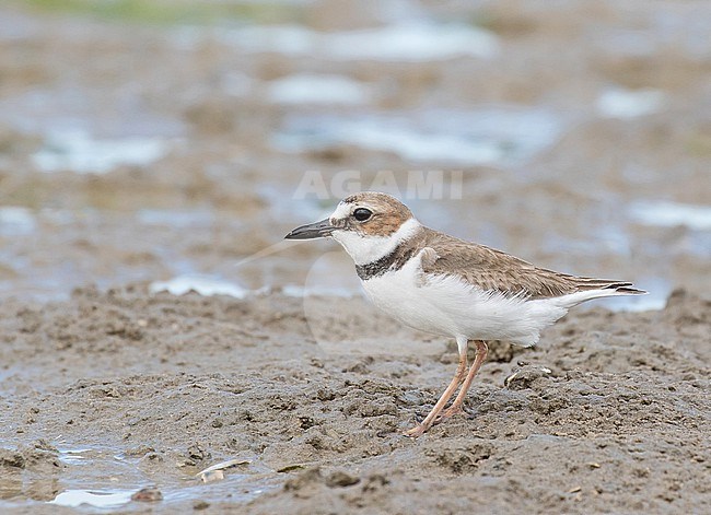 Wintering Wilson's Plover (Charadrius wilsonia) in Mexico. stock-image by Agami/Pete Morris,