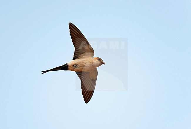 Flying Red-rumped Swallow with mud for the nest in its bill. stock-image by Agami/Ran Schols,