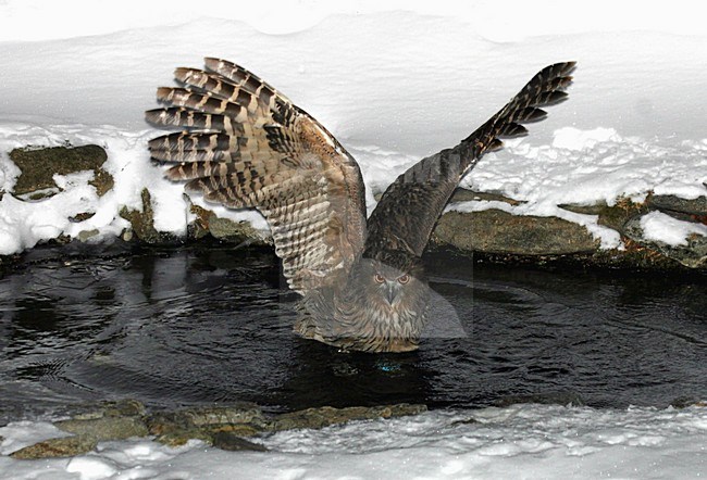Blakiston-visuil, Blakiston's Fish-Owl, Bubo blakistoni stock-image by Agami/Pete Morris,