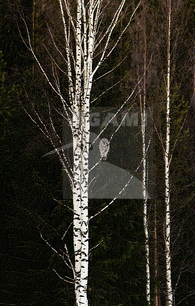 Laplanduil, Great Grey Owl stock-image by Agami/Jari Peltomäki,