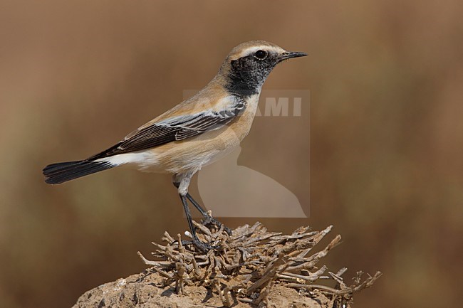 Volwassen mannetje Woestijntapuit; Adult male Desert Wheatear stock-image by Agami/Daniele Occhiato,