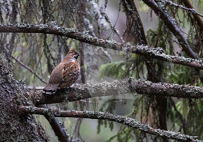 Hazelhoen; Hazel Grouse (Tetrastes bonasia) stock-image by Agami/Marc Guyt,