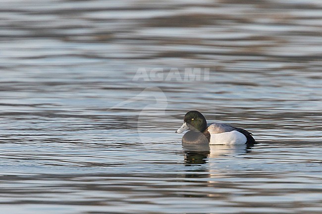 Greater Scaup - Bergente - Aythya marila ssp. marila, Germany, adult male stock-image by Agami/Ralph Martin,