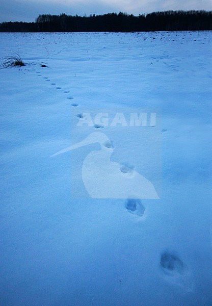 Sporen Wolf in de sneeuw, tracks Wolf in the snow stock-image by Agami/Menno van Duijn,