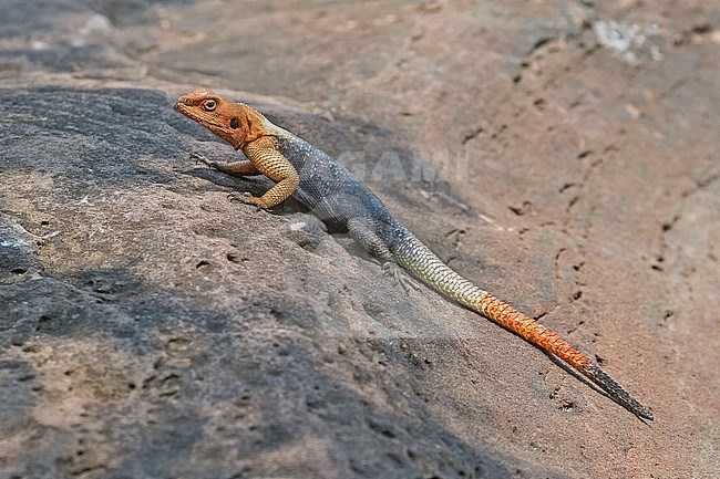 Common Agama (Agama agama) in Angola. Also known as red-headed rock agama or rainbow agama. stock-image by Agami/Pete Morris,