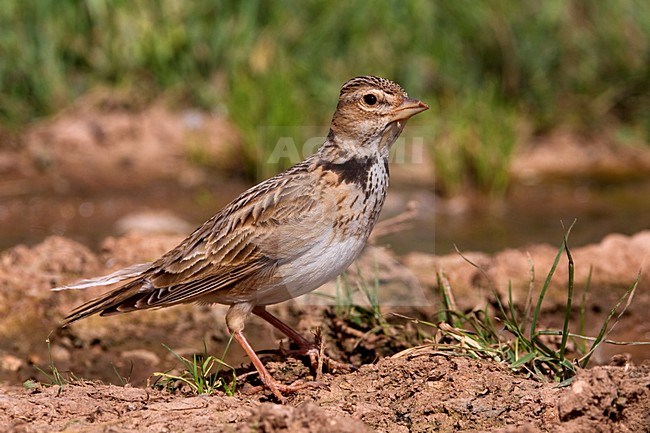 Kalanderleeuwerik zittend; Calandra Lark perched stock-image by Agami/Daniele Occhiato,