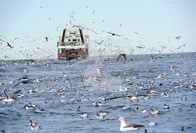 Trawler and huge flock of seabirds of the South African coast in the Atlantic Ocean. Many petrels, shearwaters and albatrosses flying around and swimming on the surface. stock-image by Agami/Dani Lopez-Velasco,
