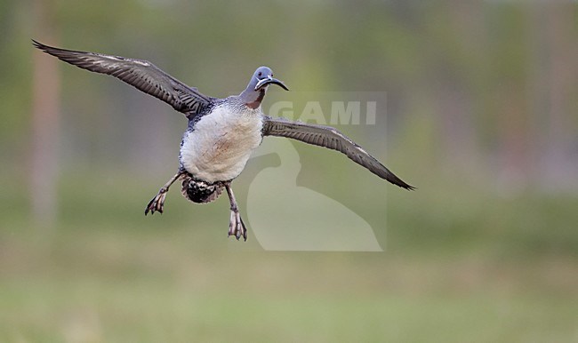 Roodkeelduiker met voer in de vlucht; Red-throated Loon with food in flight stock-image by Agami/Markus Varesvuo,