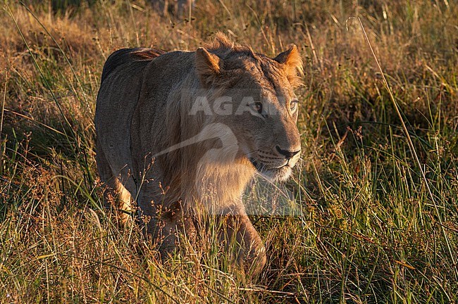 A young male lion, Panthera leo, walking in tall grass. Linyanti, Botswana. stock-image by Agami/Sergio Pitamitz,