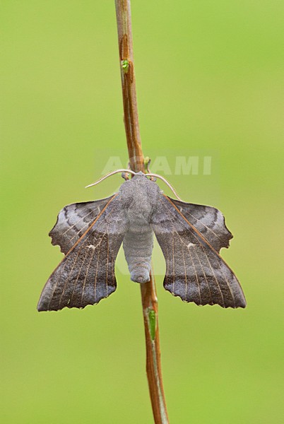 Populierenpijlstaart, Poplar Hawk-moth, Laothoe populi stock-image by Agami/Marc Guyt,