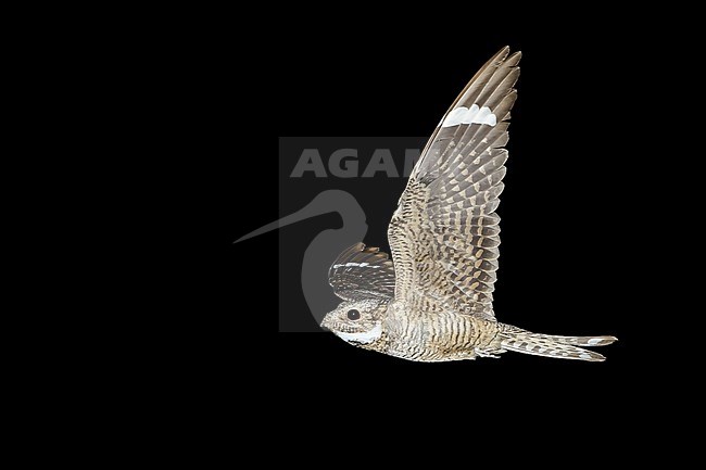 Adult male
Pima Co., AZ
May 2014 stock-image by Agami/Brian E Small,