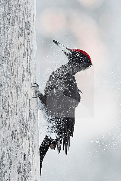 Black Woodpecker male (Dryocopus martius) Kuusamo Finland January 2018. stock-image by Agami/Markus Varesvuo,