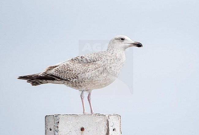 Second calender year European Herring Gull (Larus argentatus) in the Netherlands. Perched in harbour of Dutch coastal town. stock-image by Agami/Marc Guyt,
