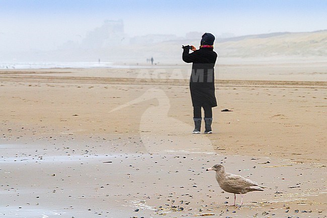 Grote Burgemeester, Glaucous Gull, Larus hyperboreus stock-image by Agami/Menno van Duijn,
