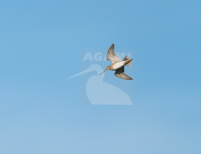 Territorial male Common Snipe (Gallinago gallinago) in display flight in breeding habitat of N2000 nature reserve 
Mariapeel showing the typical outer tail feathers spread wide what makes a buzzing sound stock-image by Agami/Ran Schols,