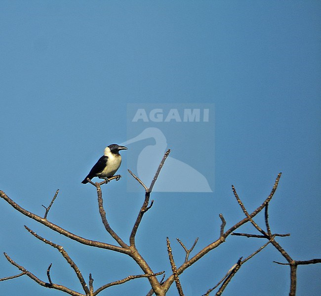 Piping Crow (Corvus typicus) in Sulawesi. stock-image by Agami/Pete Morris,