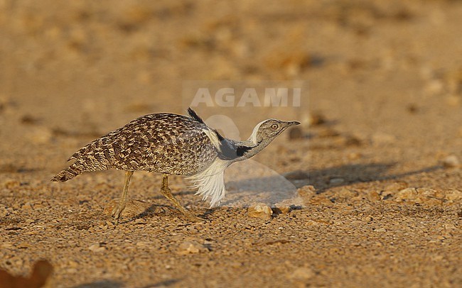 Houbara Bustard (Chlamydotis undulata fuertaventurae) at Tindaya Plains, Fuerteventura, Canary Islands stock-image by Agami/Helge Sorensen,