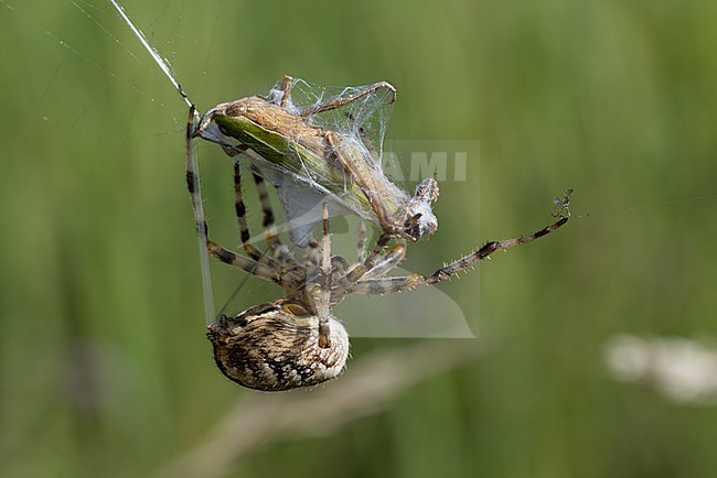 garden spider (araneus diadematus) caught an european steppe grasshopper (chorthippus dorsatus) in its net, found in Südheide in Lower Saxony, Germany stock-image by Agami/Mathias Putze,