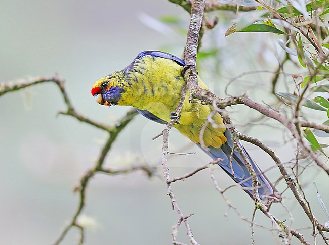 Green rosella or Tasmanian rosella, Platycercus caledonicus stock-image by Agami/Georgina Steytler,