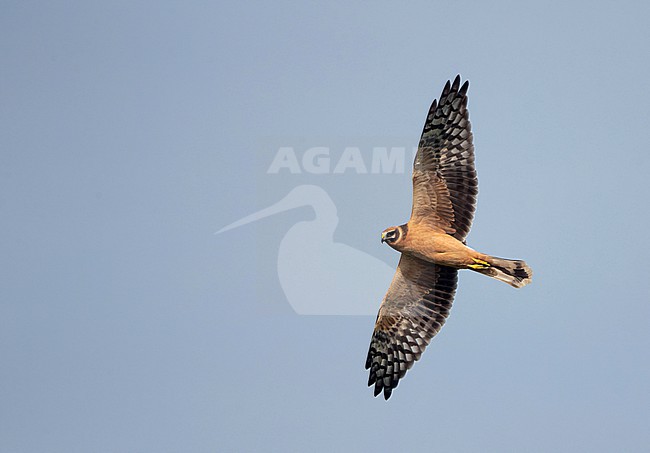 First-winter Pallid Harrier (Circus macrourus) in flight over fields of Falsterbo, Skåne, Sweden. Autumn migrant. stock-image by Agami/Helge Sorensen,