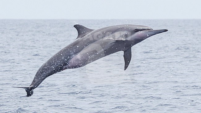 Spinner Dolphin (Stenella longirostris) in spinning motion, part of a series, taken on the Ombai Strait, Timor-Leste stock-image by Agami/Lennart Verheuvel,